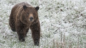 Wild Yellowstone Grizzly Summer