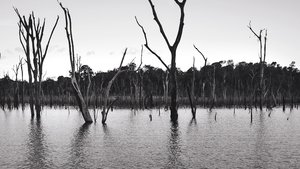 O Reflexo do Lago