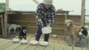 秋田犬蓬夫