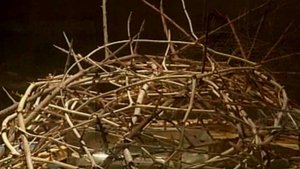 The Crown of Thorns