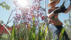 Episode 23 Sand, Shorebirds, Houseplants, Bendigo & Rescue