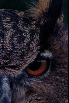 B for Bartleby (2026)