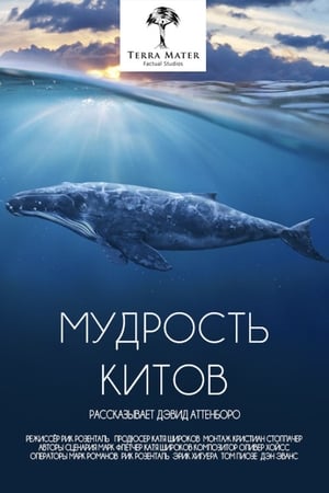 Poster Мудрость китов 2018