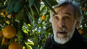 Tangerines (2013)