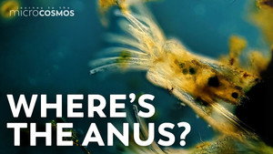 Bryozoa: Moss Animals That Are Defined by Their Butts still