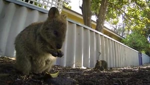 72 Cutest Animals Bouncing Buddies