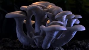 Fantastic Fungi เห็ดมหัศจรรย์ (2019) ดูหนังสารคดีภาพสวยสุดๆ