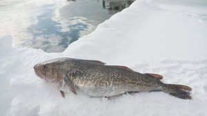 Cod