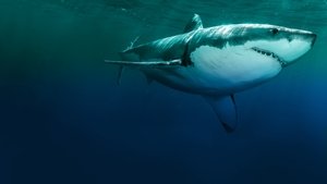 Counting Jaws (2022)