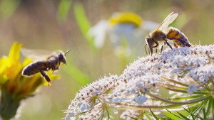 Die geheimnisvolle Welt der Bienen