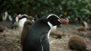 New Zealand: Earth's Mythical Islands Cast Adrift