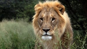 El fin de los grandes felinos Lion: The King's Decline