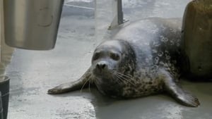 The Aquarium Seal the Deal