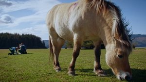 Dr. Oakley, Yukon Vet Bovine Intervention