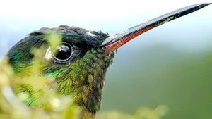 Costa Rica: The Rise of Nature The Dry Forest