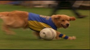 Air Bud 3