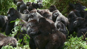 A Gorilla Story: Told by David Attenborough