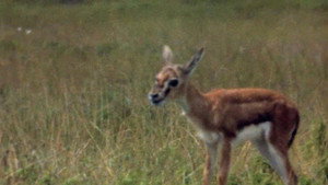 All About Animals EP24