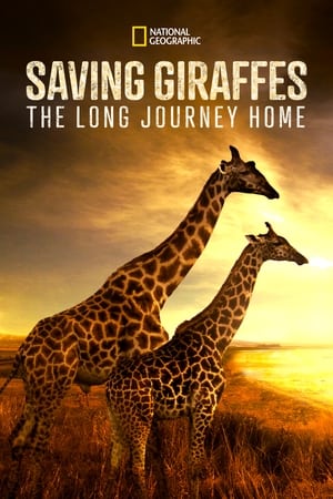 Image Saving Giraffes: The Long Journey Home