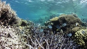 The Great Barrier Reef: A Living Treasure Living Reef