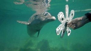 Quand les animaux parlent aux animaux