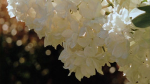 Cascade backdrop
