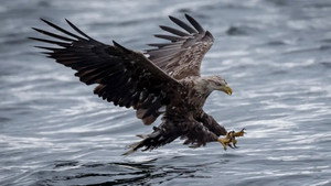 Where Eagles Dare