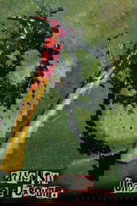 undefined image