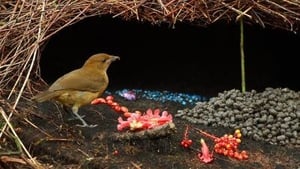 Bower Birds: The Art of Seduction