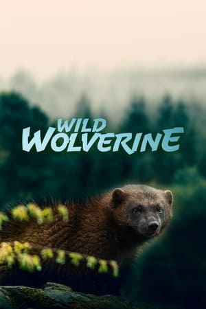 Image Wild Wolverine