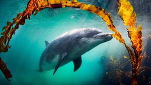 Dolphins – Wonders of the Ocean