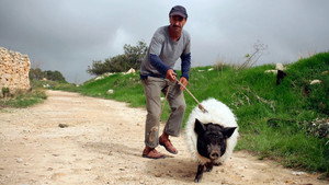 When Pigs Have Wings