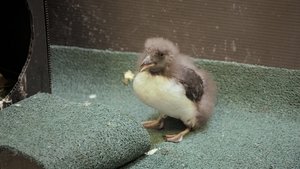 Secrets of the Zoo: North Carolina Puffin But Trouble