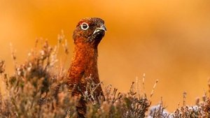 A Wild Year The Pembrokeshire Coast: A Wild Year