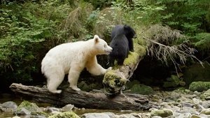 Ghost Bear Family