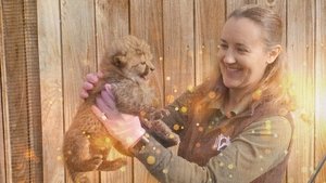 Os Segredos do Zoológico