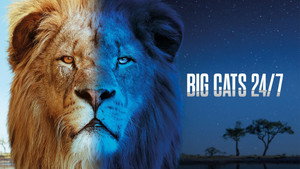 Big Cats 24/7