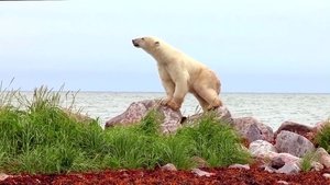 Polar Bears: A Summer Odyssey film complet