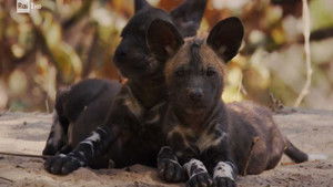 Thumbnail Episode 4: The wild dogs