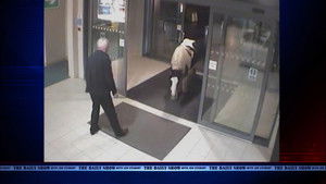 The Daily Show: 20×8