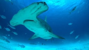 MEGA Requin Marteau