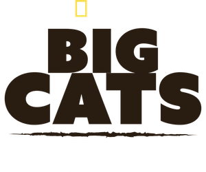 Big Cats: An Amazing Animal Family