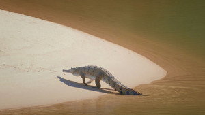 Australia's Wild Woodlands