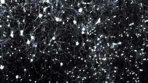 Movements arising from different relationships - Between regularity and irregularity II 5