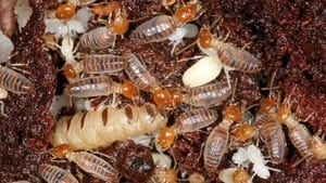 L'Univers grouillant des termites