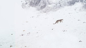 La Panthère des neiges movie still 21