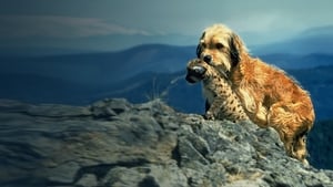 Quattro cuccioli da salvare