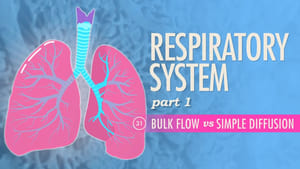 Crash Course Anatomy & Physiology Respiratory System, Part 1