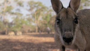 Image Rescuing a Baby Kangaroo