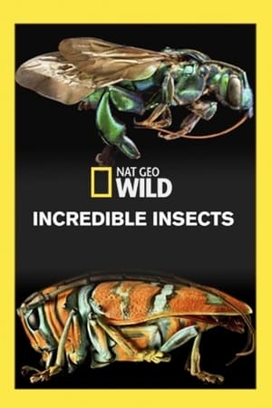 Poster Incredible Insects (2016)